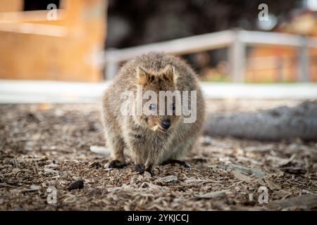 Ein wilder Quokka draußen auf Rottnest Island, Western Australia. Der Quokka hat Essen im Mund, das er gegessen hat. Stockfoto