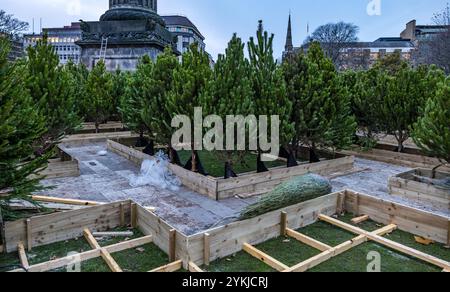 Edinburgh, Schottland, Vereinigtes Königreich, 18. November 2024. Weihnachtsdekoration & Markt: Die Hauptstadt bereitet sich auf die Weihnachtszeit vor. Im Bild wird ein Tannenbaumlabyrinth in den Gärten des St. Andrew Square errichtet. Quelle: Sally Anderson/Alamy Live News Stockfoto