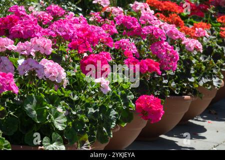 Bunte Blumen Rosa Rote Pelargonien - Geranien in Keramikbehältern im Juni-Garten Stockfoto