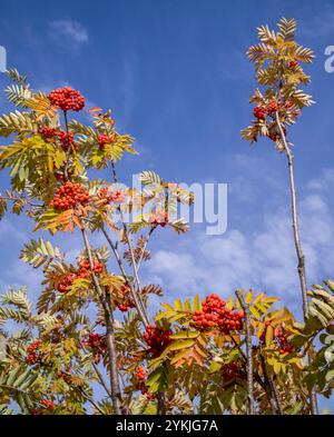 Vaccinium vitis-idaea, die Preiselbeere, Papridgebeere, Foxberry, Bergpreiselbeere oder Kuhbeere in St. Moritz, Schweiz. Stockfoto
