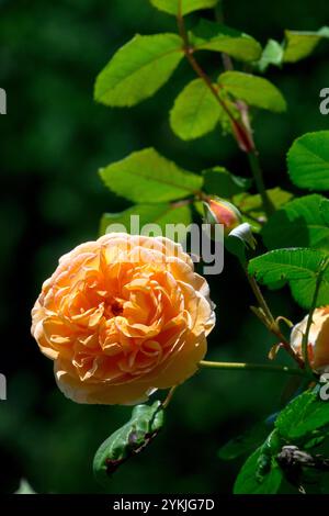 Rose „Crown Princess Margareta“ Rosa Porträt Hellorange Rosenblüte Stockfoto