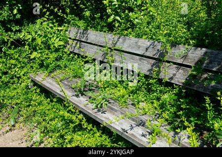 Eine alte Holzbank in einem mit Jasminum nudiflorum bewachsenen Garten Stockfoto