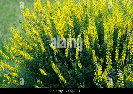 Cytisus nigricans Stockfoto