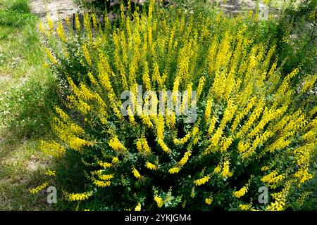 Cytisus nigricans, der schwarze Besen im Garten Stockfoto