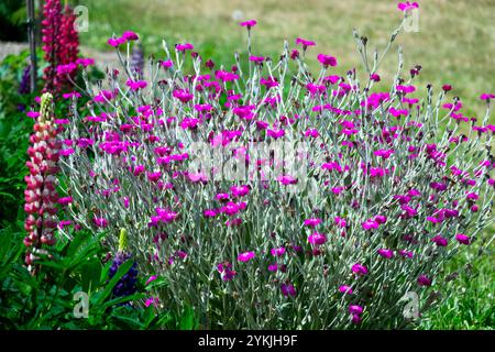 Rose Campion Mullein Pink Lychnis coronaria Silene Blume Bloody Mary Flowers blüht Lammblume blüht im blühenden Garten Stockfoto