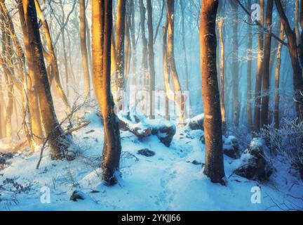 Geheimnisvoller verschneite Wald im Nebel im wunderschönen Winter bei Sonnenuntergang Stockfoto