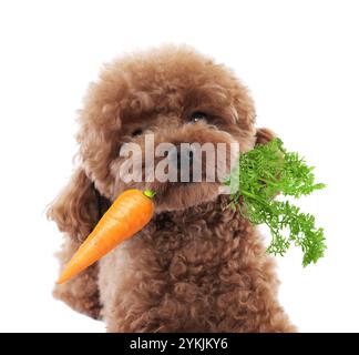 Süßes Maltipoo mit frischer Karotte auf weißem Hintergrund Stockfoto