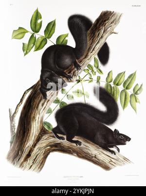 Schwarzer Eichhörnchen (Sciurus niger) aus den viviparösen Vierbeinigen Nordamerikas (1845), illustriert von John Woodhouse Audubon (1812-1862). Stockfoto