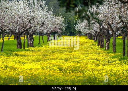 Blühende Mandelbäume, Prunus dulcis, Son Maixella, Mallorca, balearen, Spanien. Stockfoto