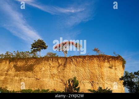 Ein Baum mit roten Blumen wächst ganz oben auf der Klippe Stockfoto