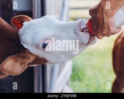 Babykuh-Kalb-Flaschenfütterung auf der Farm in Scheune Stockfoto