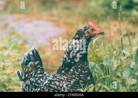 Gesprenkelte Hen Hühnerfarm Tierporträt Stockfoto