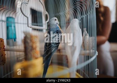 Bunte Vögel in einem Käfig auf einer weißen Bar Stockfoto