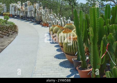 Perspektivische Ansicht zu verschiedenen Arten von übergroßen Kaktus in Plastiktöpfen im Gartencenter Stockfoto