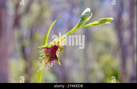 Violette Bartorchidee (Calochilus robertsonii), die sich dem Licht zuwendet, mit verschwommenem Hintergrund im Wald Hobart Tasmanien Stockfoto