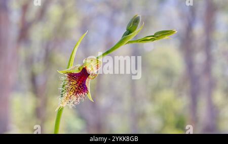 Violette Bartorchidee (Calochilus robertsonii), die sich dem Licht zuwendet, mit verschwommenem Hintergrund im Wald Hobart Tasmanien Stockfoto