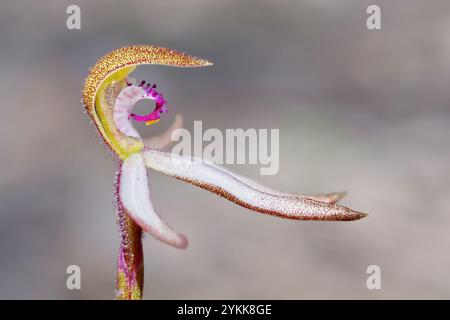 Dunkle Caladenia (Caladenia atrata) Orchidee blüht im Wald von Hobart Tasmanien Stockfoto
