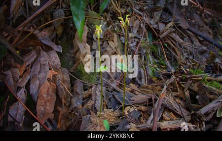 Breites Bild der Buchenorchidee (Townsonia viridis) im gemäßigten Regenwald der Myrtle Buche, Mount Wellington, Hobart, Tasmanien, Australien Stockfoto