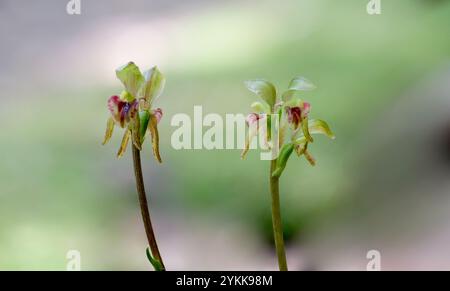 Makrobild eines Paares von Buchenorchideen (Townsonia viridis) im gemäßigten Regenwald der Myrtenbuche, Mount Wellington, Hobart, Tasmanien, Australien Stockfoto