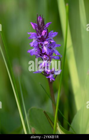 Blühende frühe Sumpforchidee (Dactylorhiza incarnata) Stockfoto