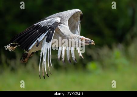 Palmennussgeier (Gypohierax angolensis) im Flug Stockfoto