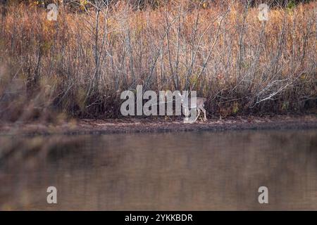 Weißwedelhirsche stehen am Ufer des Wassers Stockfoto