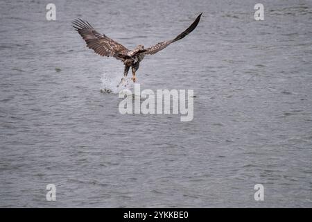 Junger Weißkopfseeadler pflückt Fische aus dem Wasser Stockfoto
