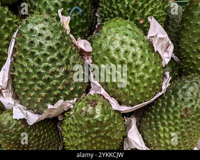 Frisch geerntete tropische kolumbianische Soursop-Früchte, annona muricata oder Guanabana Stockfoto