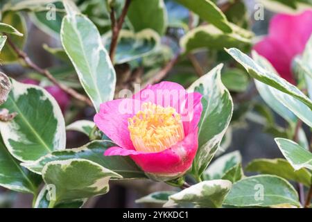 Blüte und Blätter der Camellia Japonica variegata Stockfoto