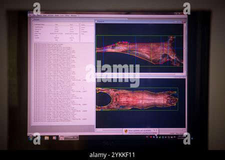 Inspektoren für landwirtschaftliche Fleischerzeugnisse der USDA untersuchen und sortieren Rindfleisch in einem Schlachthof und einer Verpackungsanlage. Stockfoto