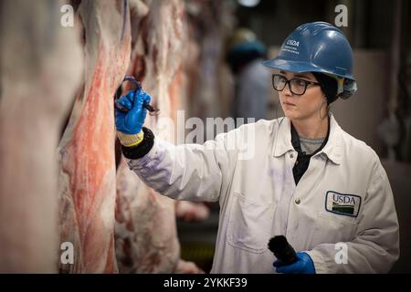 Inspektoren für landwirtschaftliche Fleischerzeugnisse der USDA untersuchen und sortieren Rindfleisch in einem Schlachthof und einer Verpackungsanlage. Stockfoto