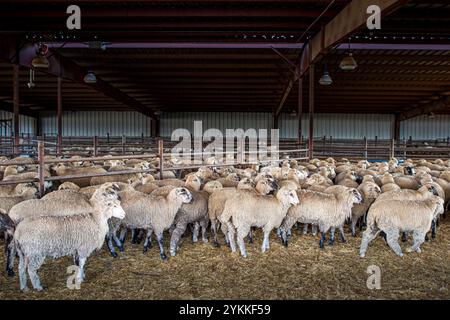 Inspektoren für landwirtschaftliche Fleischerzeugnisse der USDA untersuchen und sortieren Rindfleisch in einem Schlachthof und einer Verpackungsanlage. Stockfoto