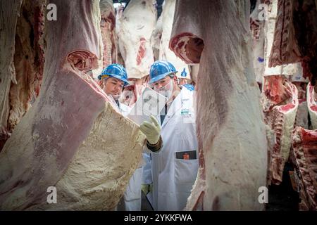 Inspektoren für landwirtschaftliche Fleischerzeugnisse der USDA untersuchen und sortieren Rindfleisch in einem Schlachthof und einer Verpackungsanlage. Stockfoto