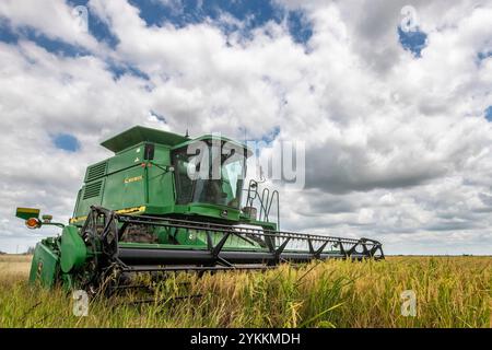 Reisernte auf der 3S Ranch in der Nähe von El Campo und Nada, Colorado County, Texas, am 24. Juli 2020. Die 3S Ranch ist ein Reiszuchtbetrieb der Familie Schiurring. Slade Schiurring, in einem der Mähdrescher, führt sein Team aus zwei Mähdreschern, Trichter-Traktoranhängern und einem Getreidewagen an, um so viel Reis wie möglich zu ernten, bevor Hurrikan Hanna eintrifft, dessen Regen den Boden voraussichtlich zu weich machen wird, damit die Landmaschinen arbeiten können. Der Betrieb wird von J Brent Schiurring überwacht. Die rund 6.000 Hektar große Ranch produziert etwa 1.500 Hektar Reis. Die Familie Stockfoto