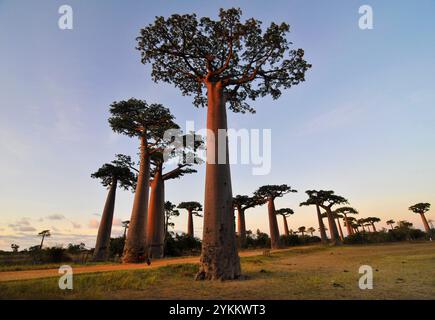 Avenue of the Baobabs / Avenue du Baobab auf der Straße Nr. 8 zwischen Morondava und Belon'i Tsiribihina in der Menabe-Region im Westen Madagaskars. Stockfoto