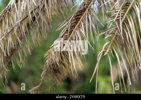 Tote Palme mit trockenen Ästen im Hinterhof von Florida. Konzept zum Entfernen von Bäumen Stockfoto