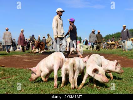 Jungschweine werden auf einem wöchentlichen Tiermarkt im zentralen Hochland in Madagaskar verkauft. Stockfoto