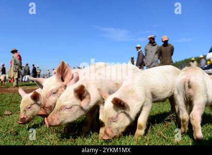 Jungschweine werden auf einem wöchentlichen Tiermarkt im zentralen Hochland in Madagaskar verkauft. Stockfoto