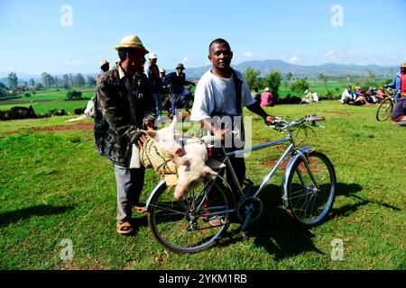 Jungschweine werden auf einem wöchentlichen Tiermarkt im zentralen Hochland in Madagaskar verkauft. Stockfoto