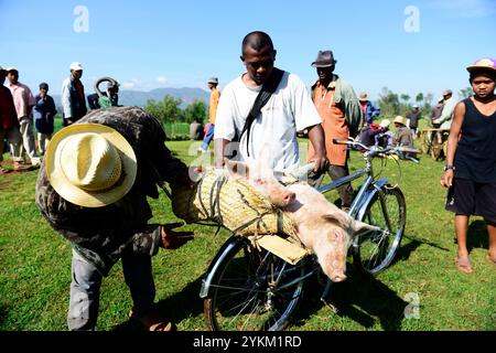 Jungschweine werden auf einem wöchentlichen Tiermarkt im zentralen Hochland in Madagaskar verkauft. Stockfoto