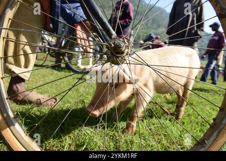 Jungschweine werden auf einem wöchentlichen Tiermarkt im zentralen Hochland in Madagaskar verkauft. Stockfoto