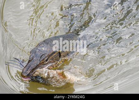 Ein asiatischer Wassermonitor mit einem halb gegessen Fisch im Mund. Fotografiert am Jurong Lake im westlichen Teil von Singapur. Stockfoto