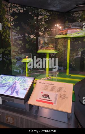 Anzeige auf dem Grizzlybär, Flaggensymbol. In der Sektion über lokale kalifornische Geschichte, Fächer an der California Academy of Sciences, San Francisco. Stockfoto