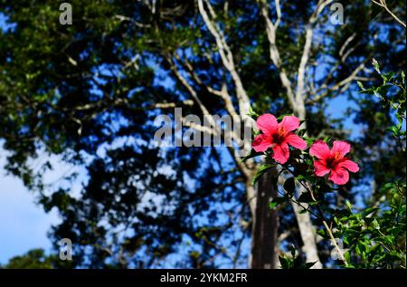 Chinesische Hibiskusblüten. Andasibe, Madagaskar. Stockfoto