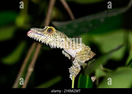 Eine Nahaufnahme eines Henkel-Blattschwanzgeckos, aufgenommen im Andasibe-Nationalpark in Madagaskar. Stockfoto