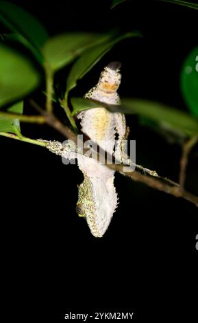 Eine Nahaufnahme eines Henkel-Blattschwanzgeckos, aufgenommen im Andasibe-Nationalpark in Madagaskar. Stockfoto