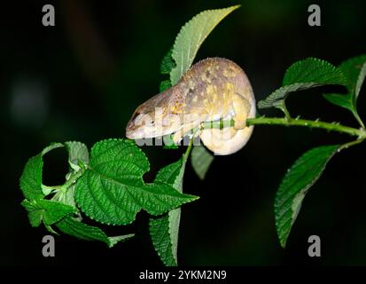 Eine Nahaufnahme eines Calumma brevicorne / kurzhörniges Chamäleon, aufgenommen nachts im Andasibe-Nationalpark in Madagaskar. Stockfoto