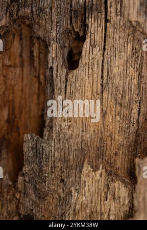 Nahaufnahme der Textur der Holzmaserung auf einem mit Insektenloch gefüllten Baumstamm ohne Rinde, großartiges Hintergrundbild von Makroholzfasern Stockfoto