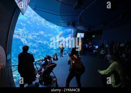 Eine Unterwassershow im Aquarienbecken mit einem Taucher, der ein Korallenriff erforscht. An der California Academy of Sciences, San Francisco. Stockfoto