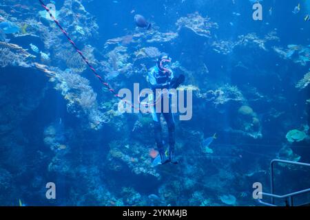 Eine Unterwassershow im Aquarienbecken mit einem Taucher, der ein Korallenriff erforscht. An der California Academy of Sciences, San Francisco. Stockfoto